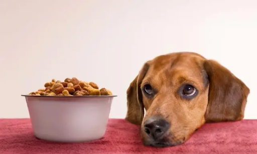 Зручність і регулярність із автозамовленням BestPet