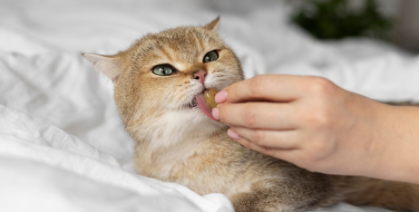 Какие витамины необходимы котам и кошкам?