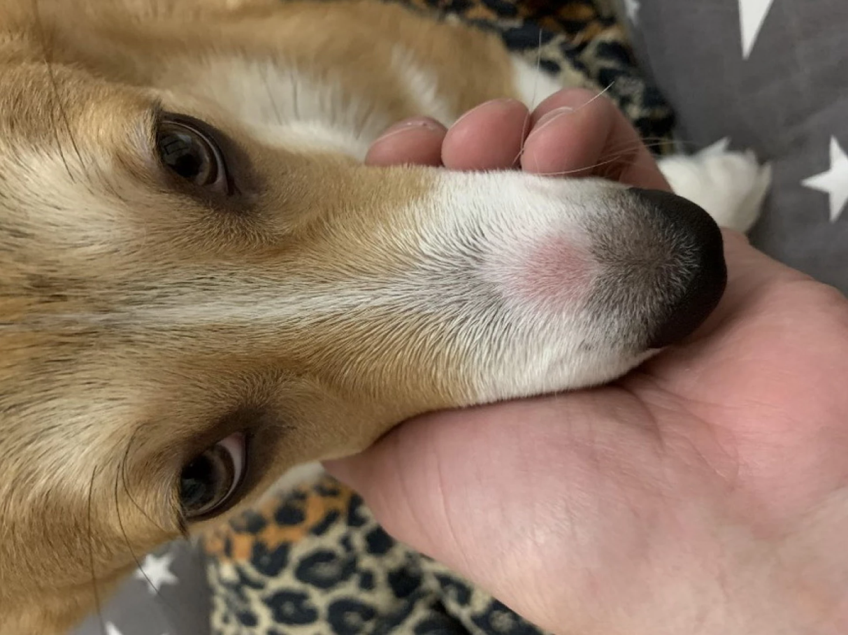 лишай у собак -2