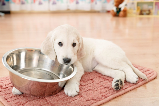 Чому правильне харчування важливе для цуценяти