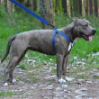 Шлея для собак BronzeDog Active со светоотражением синяя, размер M - 3
