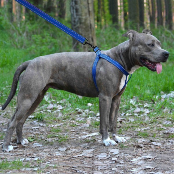 Шлея для собак BronzeDog Active со светоотражением синяя, размер M - 3