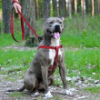 Шлея для собак BronzeDog Active со светоотражением красная, размер S - 4