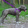 Шлея для собак BronzeDog Active со светоотражением фиолетовая, размер M - 4