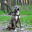 Шлея для собак BronzeDog Active зі світловідбиттям чорна, розмір L - 4