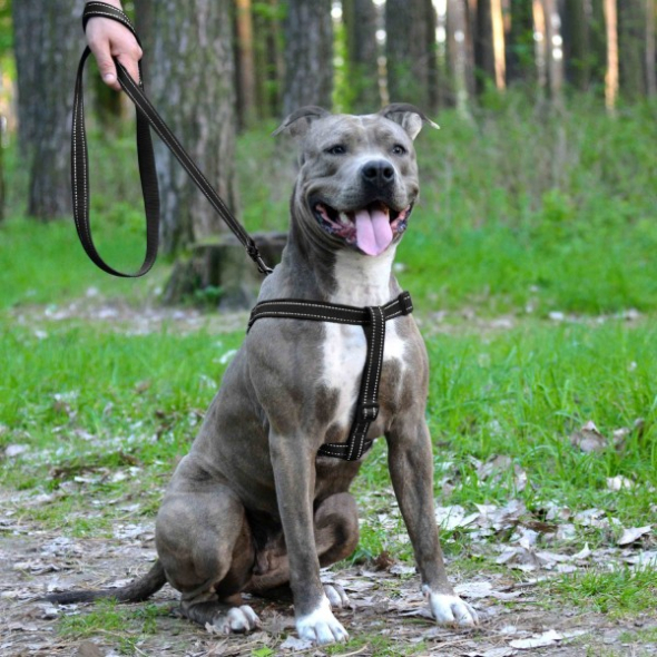 Шлея для собак BronzeDog Active зі світловідбиттям чорна, розмір L - 4