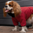 Barksi Textile Комбінезон для собак червоний, M - 1