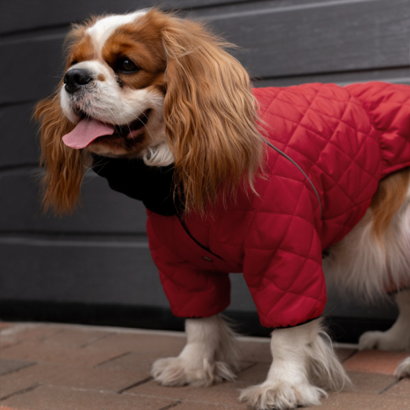 Barksi Textile Комбінезон для собак червоний, M - 1