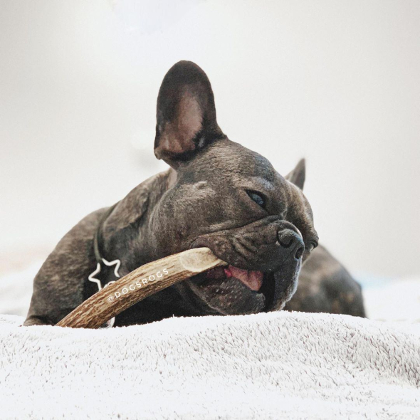 DogsRogs Оленьи рога M для собак малых пород, средней жесткости, 20 см - 2