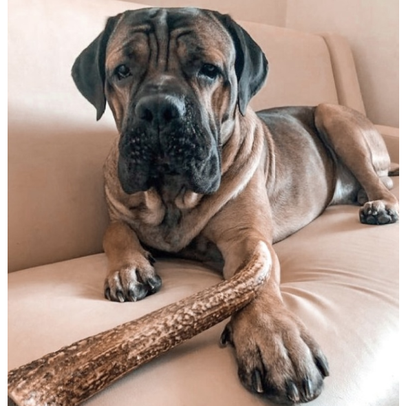 DogsRogs Оленьи рога XL для собак больших пород, средней жесткости, 30 см - 4