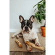 HealthyDoggo Coffee Stick Палиця з кавового дерева для собак, М, 17х4 см - 3