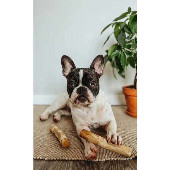 HealthyDoggo Coffee Stick Палка из кофейного дерева для собак, XS, 13х2 см - 3