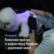 Tauro Pro Line Універсальний фен для тварин із гнучкою системою кріплення на шиї, з вилкою ЄС, зелений - 5