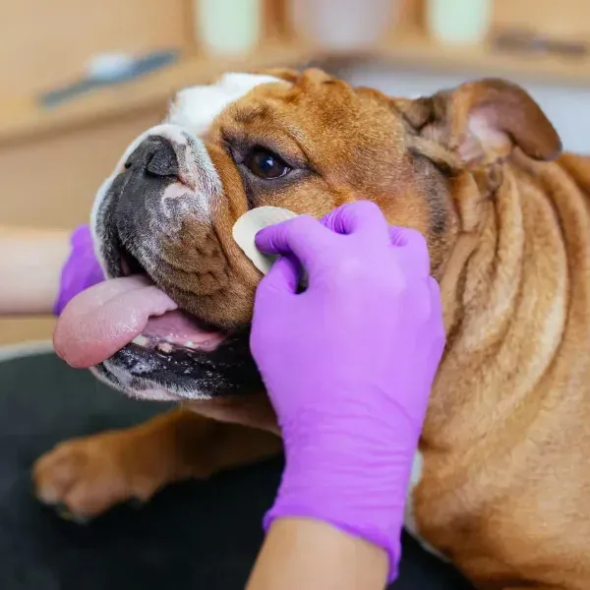 Eye Envy Buldog Wipes Салфетки для гигиены кожных складочек бульдогов, 60 шт - 4