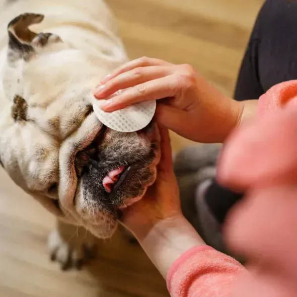 Eye Envy Buldog Wipes Салфетки для гигиены кожных складочек бульдогов, 60 шт - 6