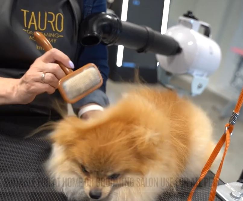 Video Tauro Pro Line IONIC Technology Стаціонарний фен для тварин - 1