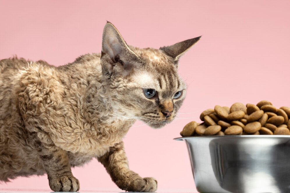 види корму для котів