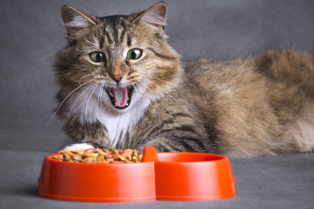сухий корм для котів преміум класу сухий корм для котів преміум класу