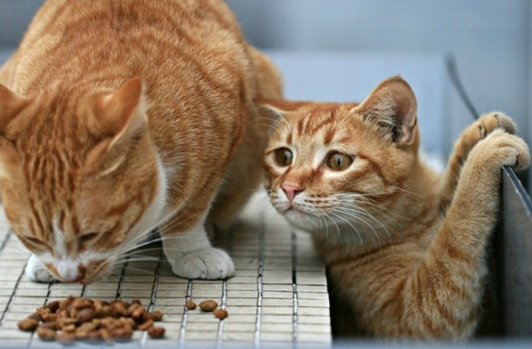 сухий корм преміум класу для котів сухий корм преміум класу для котів